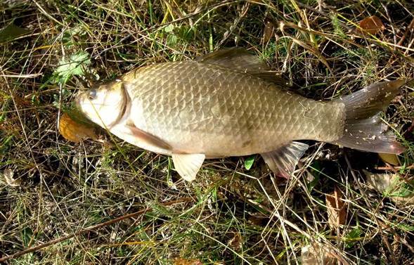 Боковой кивок для летней удочки - применение и оснастка