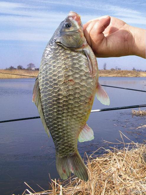 Поплавочная ловля осенью в сентябре, октябре и ноябре - секреты и советы