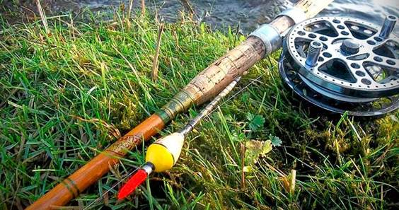 Рыба линь: описание, как найти, поймать и приготовить линя