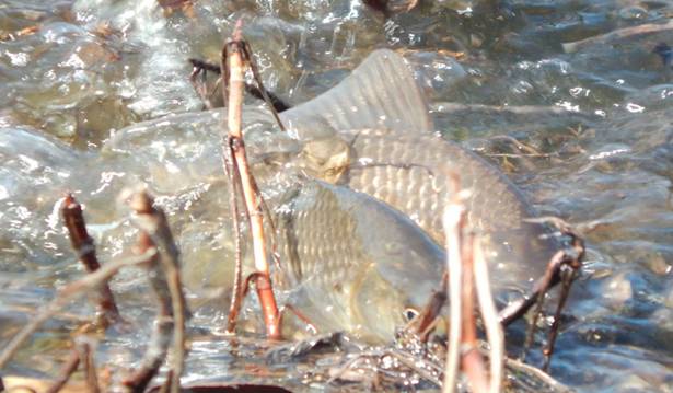 Рыбалка в мае на карася - как и на что ловить?