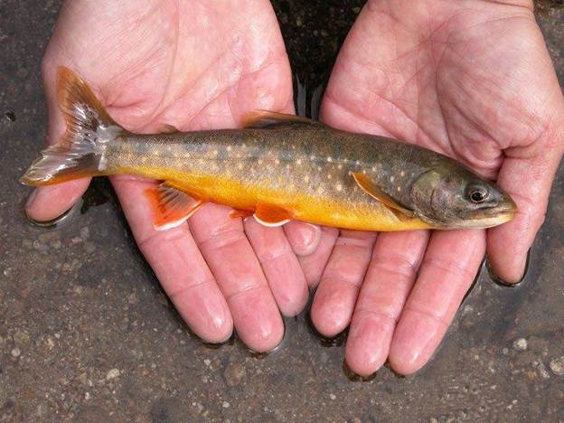 Рыба голец - фото и описание, где обитает, как ловить и готовить