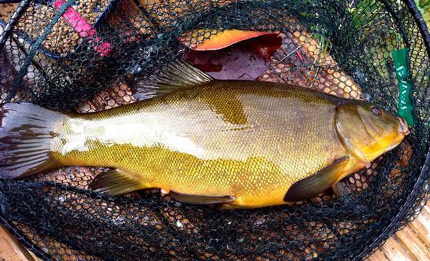 Рыба линь: описание, как найти, поймать и приготовить линя