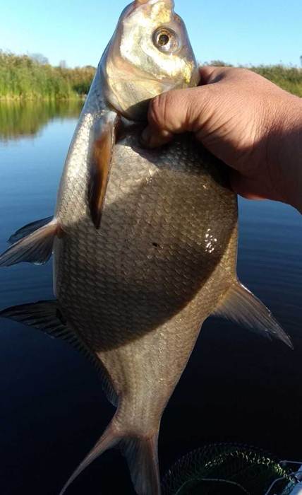 Рыбалка в Курске и области в сезоне 2025: водоемы, карта, отчеты