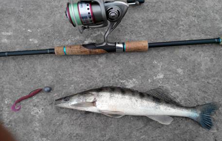 Ловля судака осенью с берега и лодки: где искать, на что ловить