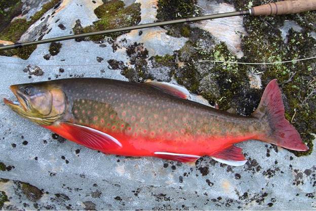 Рыба голец - фото и описание, где обитает, как ловить и готовить