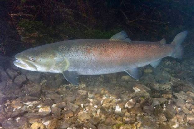 Рыба таймень: описание и фото, как ловить и приготовить