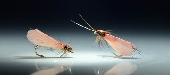 Хариус осенью: места его стоянки, повадки и ловля