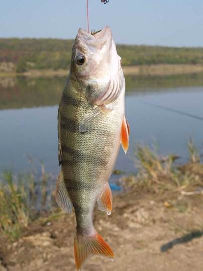 Поплавочная ловля осенью в сентябре, октябре и ноябре - секреты и советы