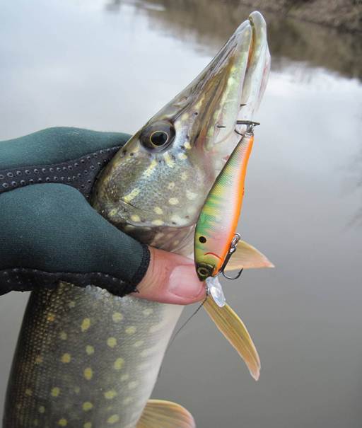 Рыбалка на Ахтубе осенью в сентябре, октябре и ноябре