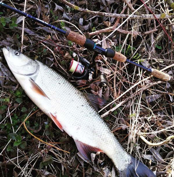 Рыба таймень: описание и фото, как ловить и приготовить