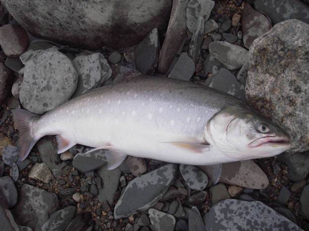 Рыба голец - фото и описание, где обитает, как ловить и готовить