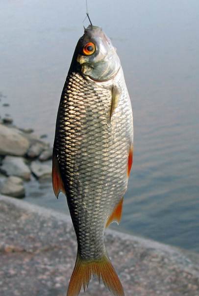 Как поймать осенью живца, сохранить и перевезти на место рыбалки