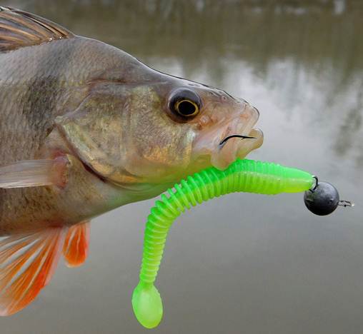 Рыбалка на Ахтубе осенью в сентябре, октябре и ноябре