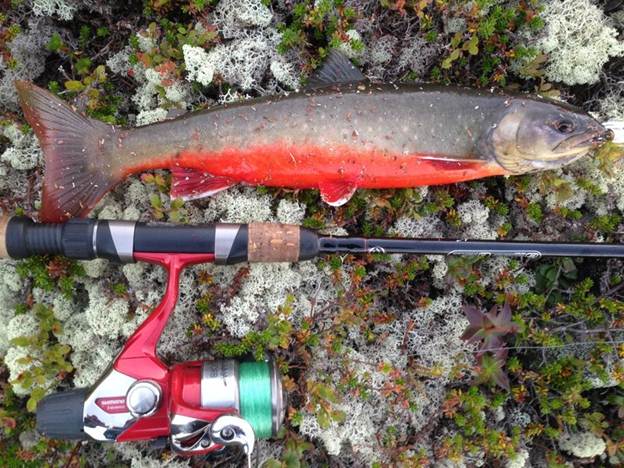 Рыба голец - фото и описание, где обитает, как ловить и готовить