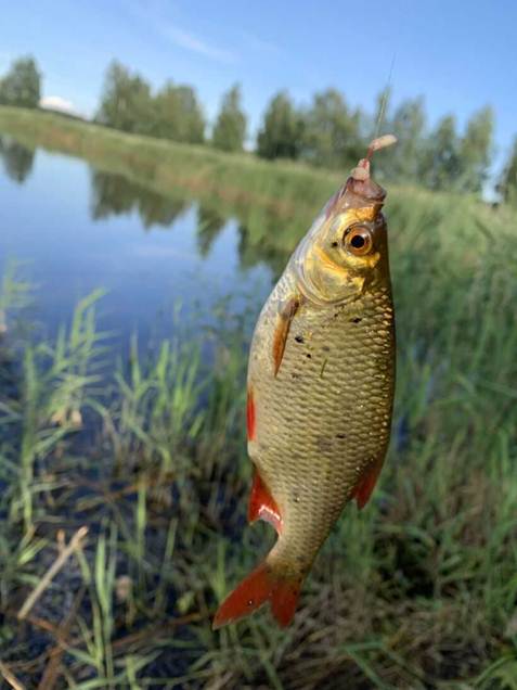 Как поймать осенью живца, сохранить и перевезти на место рыбалки
