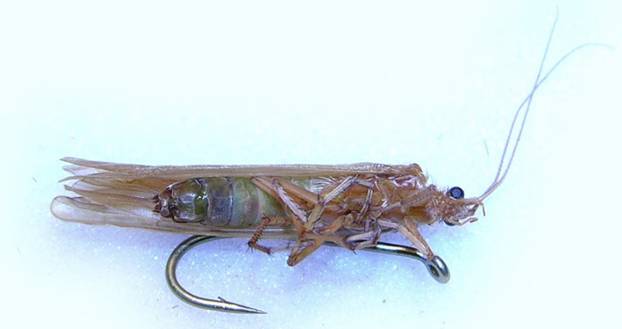 Личинка ручейника для рыбалки: где найти и как добыть