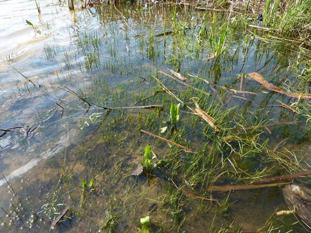 Личинка ручейника для рыбалки: где найти и как добыть
