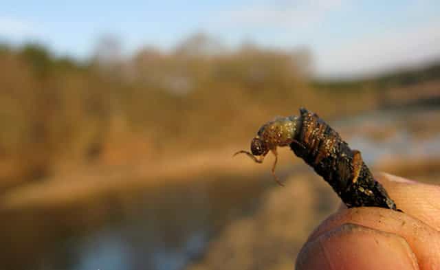 Личинка ручейника для рыбалки: где найти и как добыть