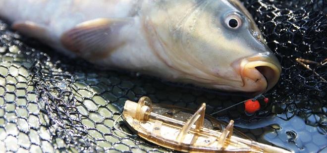 Ловля карпа летом в июне, в июльскую жару и в августе