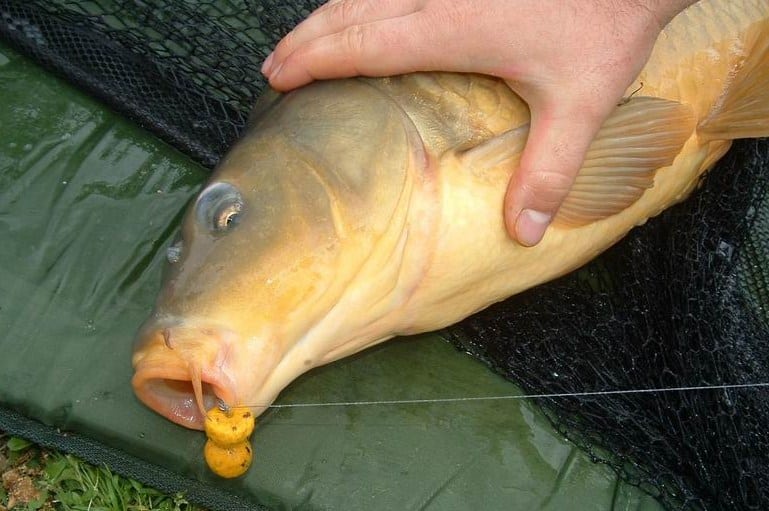 На что ловить карпа - лучшие насадки и наживки в зависимости от сезона и снасти