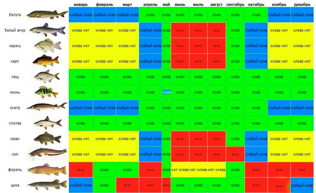 На что ловить карпа - лучшие насадки и наживки в зависимости от сезона и снасти