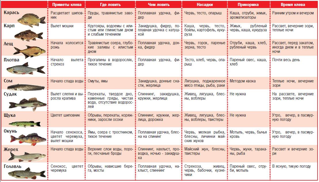 Окунь осенью: повадки и ловля в сентябре, октябре и ноябре
