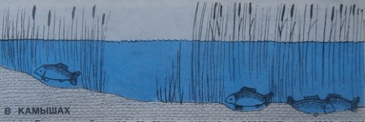 Ловля карпа летом в июне, в июльскую жару и в августе