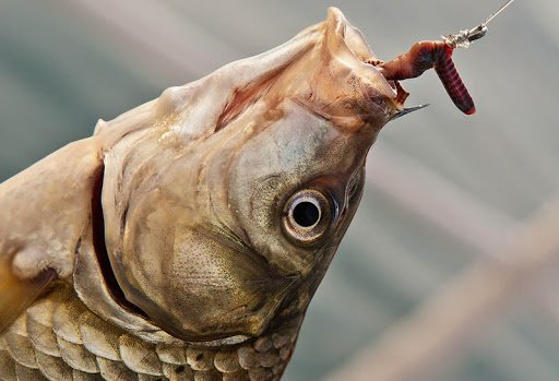 Как правильно насадить червя на крючок - наглядное фото и видео