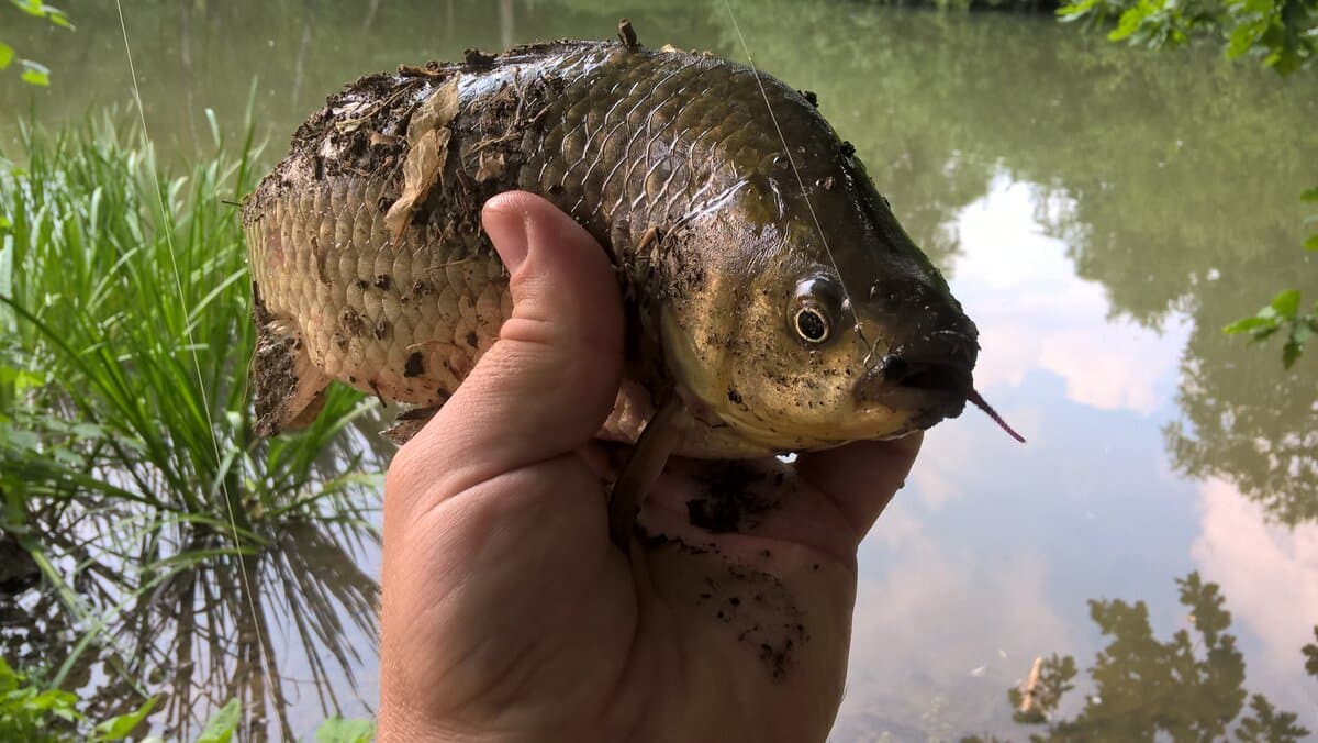 Азы мормышинга для начинающих: приманки, снасти, тактика ловли