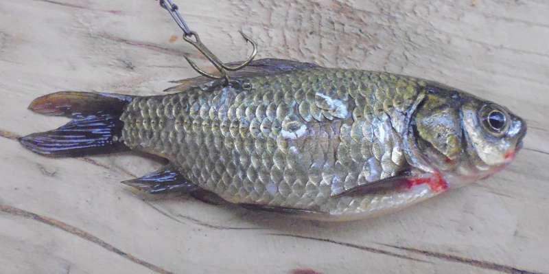 Как насадить живца на крючок, двойник, тройник - фото и советы