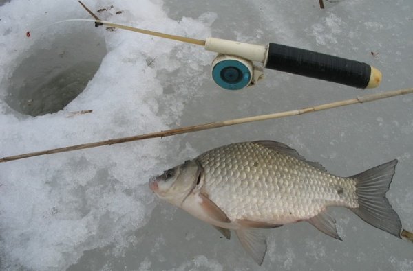 Секреты ловли карася зимой со льда: поиск на пруду и реке, сбор снасти, на что клюет