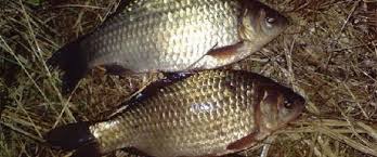 Ночная рыбалка осенью - судак, лещ, налим и другие