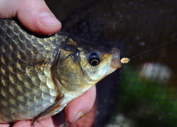 Ловля карася в весеннее время на поплавочную удочку