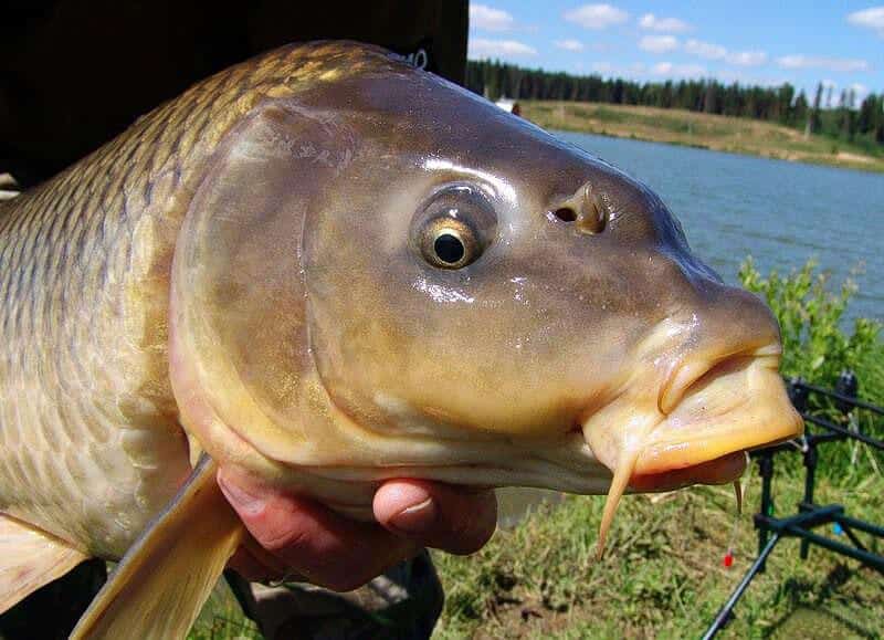 Рыбалка в Курске и области в сезоне 2025: водоемы, карта, отчеты