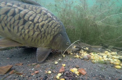 Кукуруза для рыбалки: приготовление, как варить, насаживать и ловить на зерна