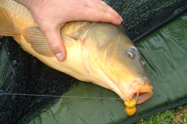 Ловля карпа ранней и поздней весной: на что ловить и как подать