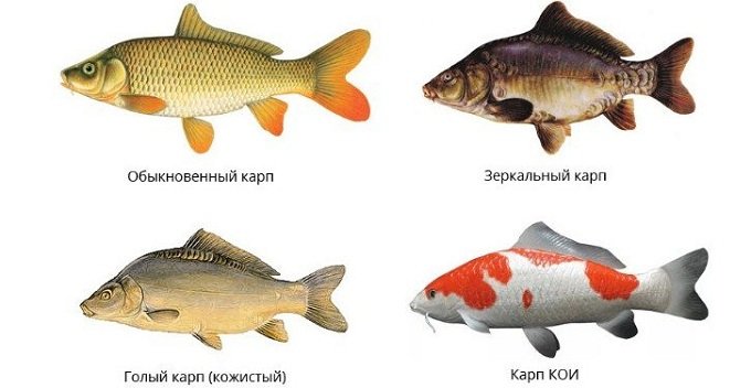 Чем отличается карп от сазана, карася: визуальная разница, повадки, вкус