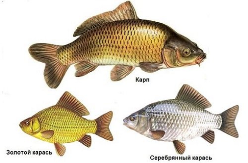 Успешная и эффективная рыбалка на карася: ловля весной, летом и осенью