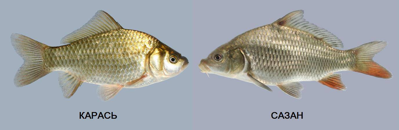 Чем отличается карп от сазана, карася: визуальная разница, повадки, вкус