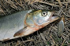 Жерех осенью: повадки и ловля в сентябре, октябре и ноябре