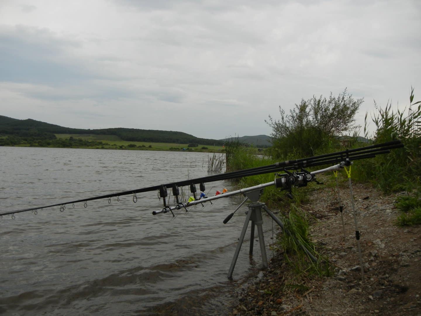 Азы карпфишинга для начинающих от профессионала - как поймать карпа?