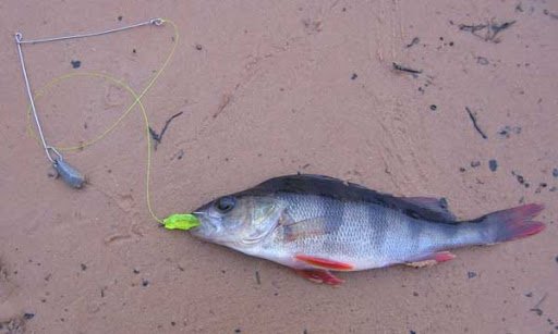 Ловля на отводной поводок осенью - особенности и секреты