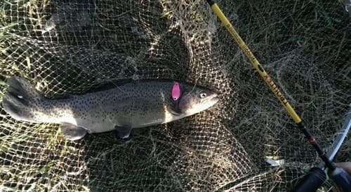 Как ловить форель на платниках осенью: поиск, снасти, на что ловить