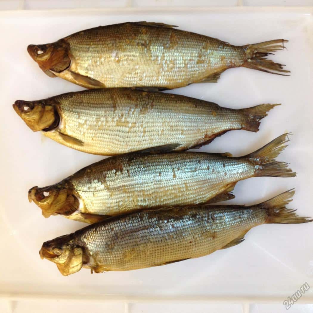 Как выглядит рыба пелядь: фото и описание, как поймать и приготовить