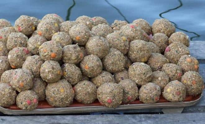 Ловля сазана осенью: где искать и на что ловить