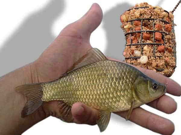 Ловля карася на фидер в стоячей воде: сбор снасти, секреты и тактика