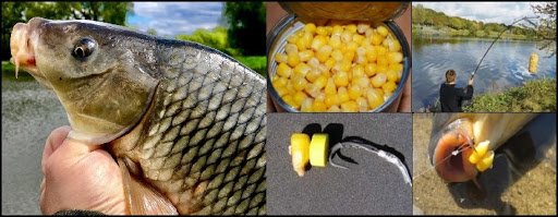 Ловля сазана и карпа на кукурузу: монтаж снасти, как приготовить зерна