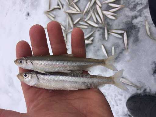 Как выглядит корюшка, виды писуча, где обитает рыба, как ее поймать и приготовить