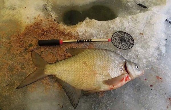 Собираем снасть покаток для зимней рыбалки своими руками и успешно ловим