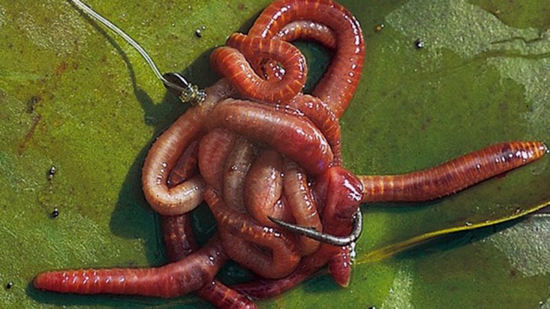 Как правильно насадить червя на крючок - наглядное фото и видео